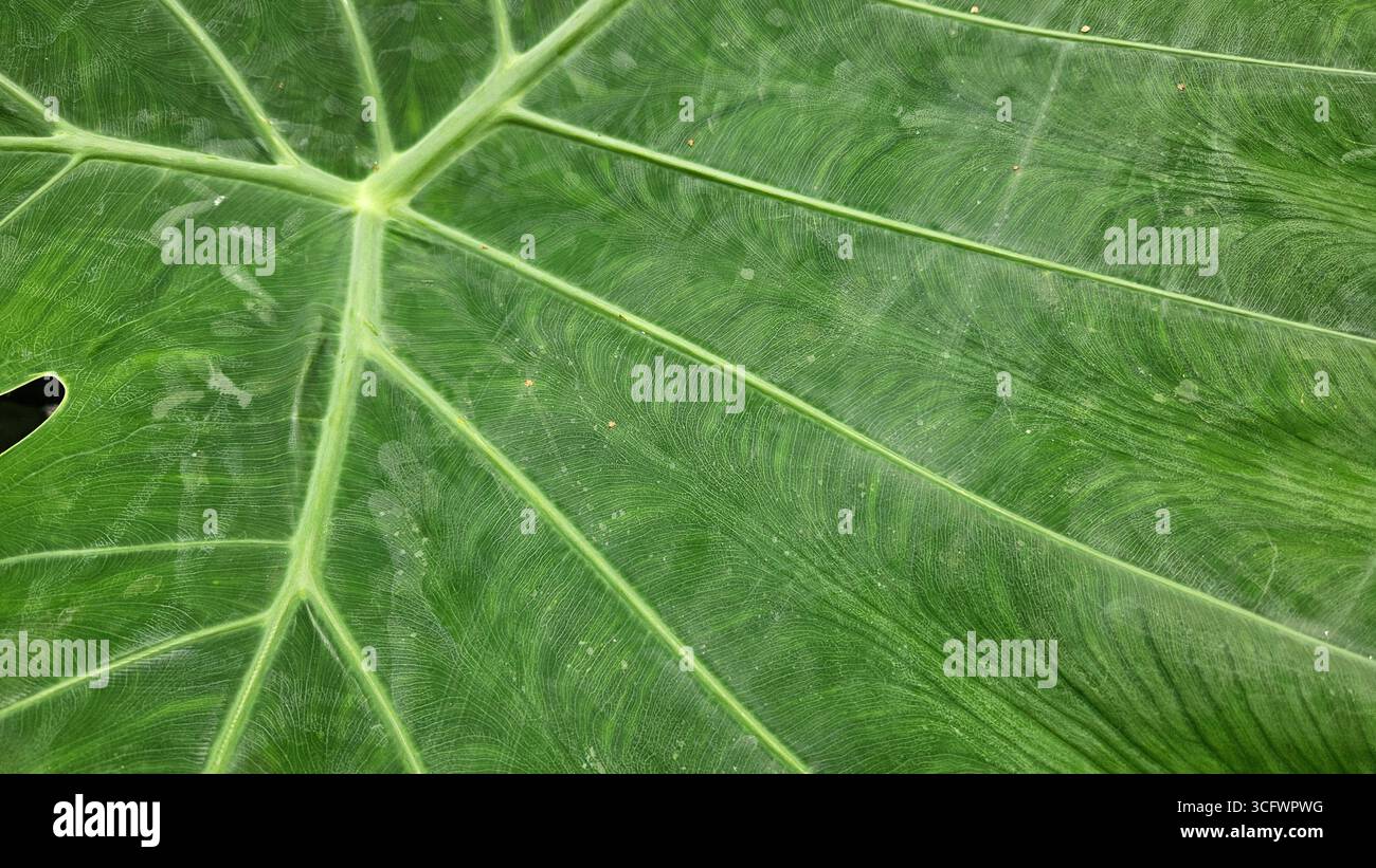 Green Leaf Vein Texture Abstract Background - Smartphone Captured Stock Image