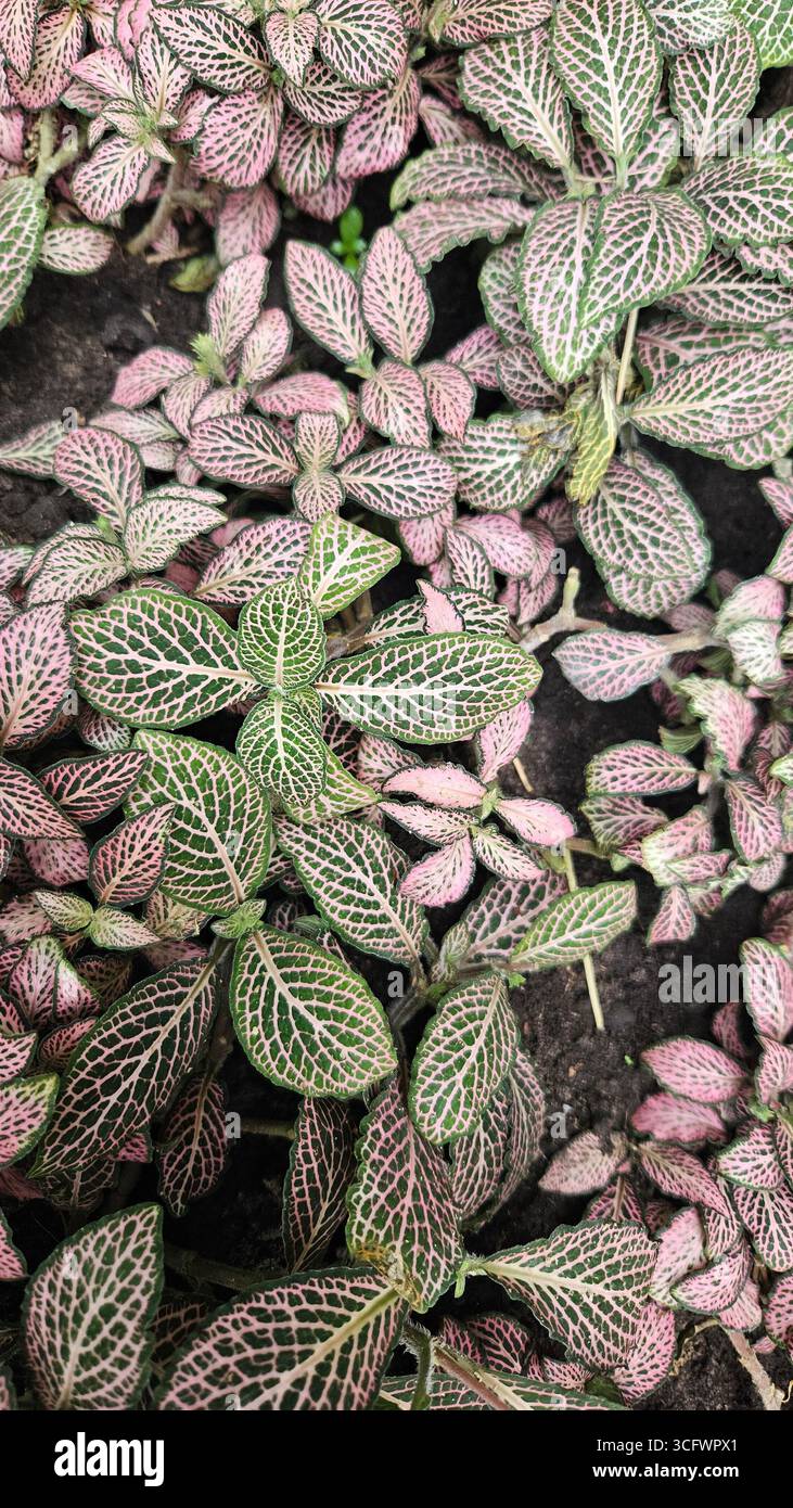 Fittonia Nerve Plant with Pink and Green Veined Leaves - Smartphone Captured Stock Image
