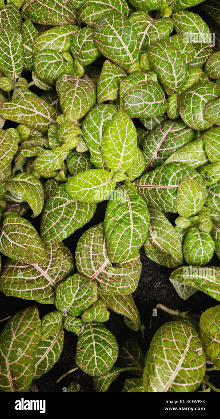 Fittonia Albivenis Nerve Plant Closeup with Green Leaves and Pink Veins - Smartphone Captured Stock Image