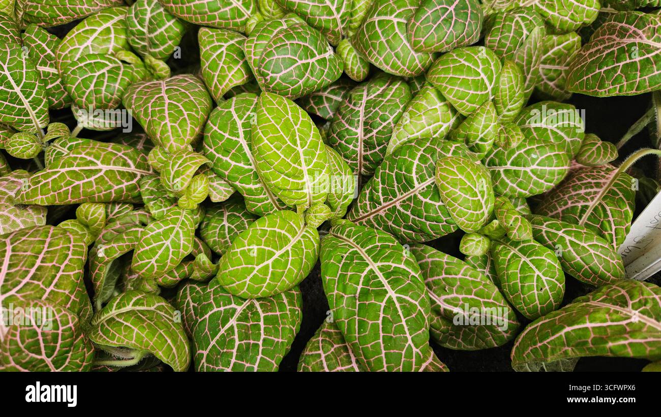 Fittonia Albivenis Nerve Plant Closeup with Green Leaves and Pink Veins - Smartphone Captured Stock Image