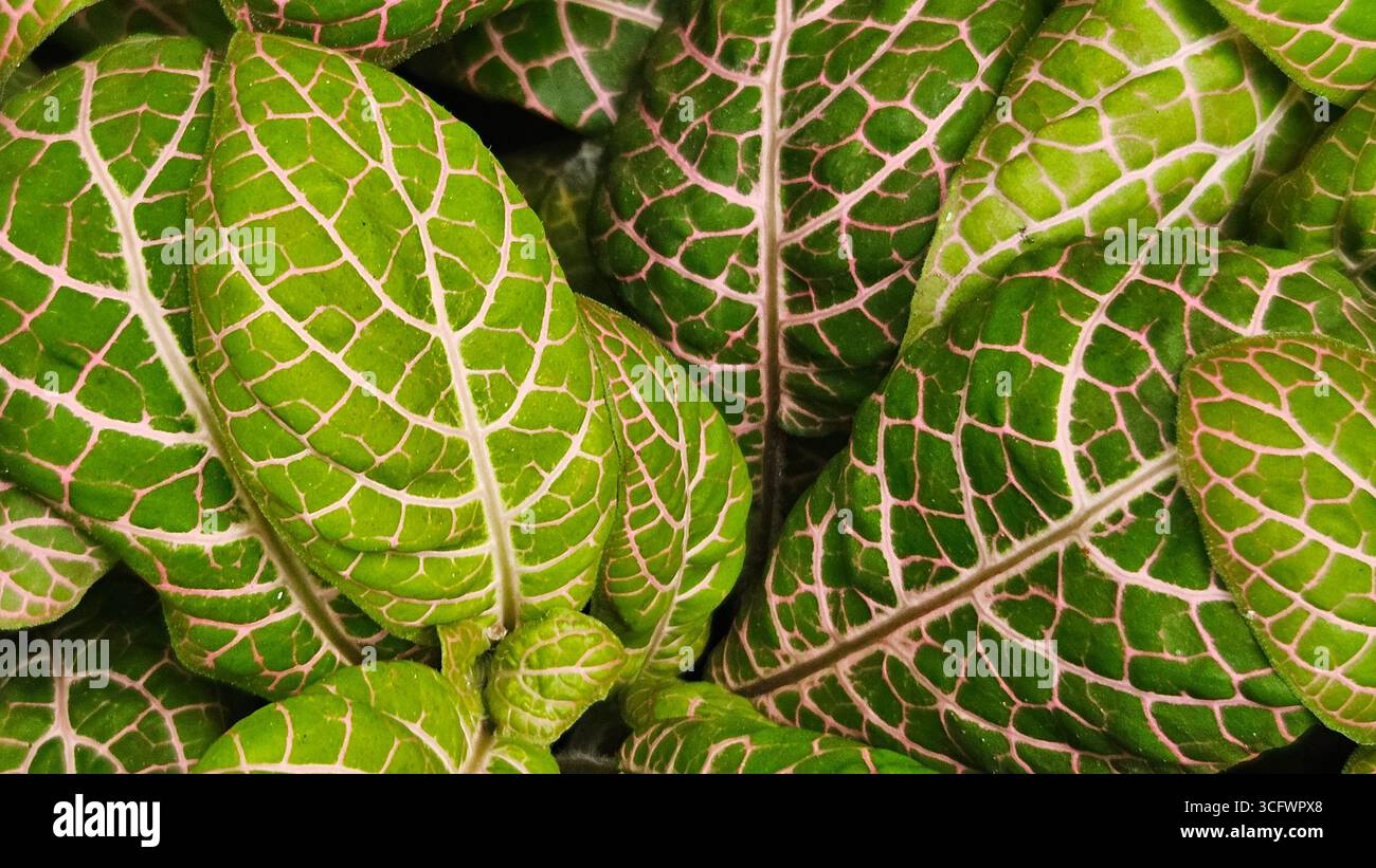 Fittonia Albivenis Nerve Plant Closeup with Green Leaves and Pink Veins - Smartphone Captured Stock Image