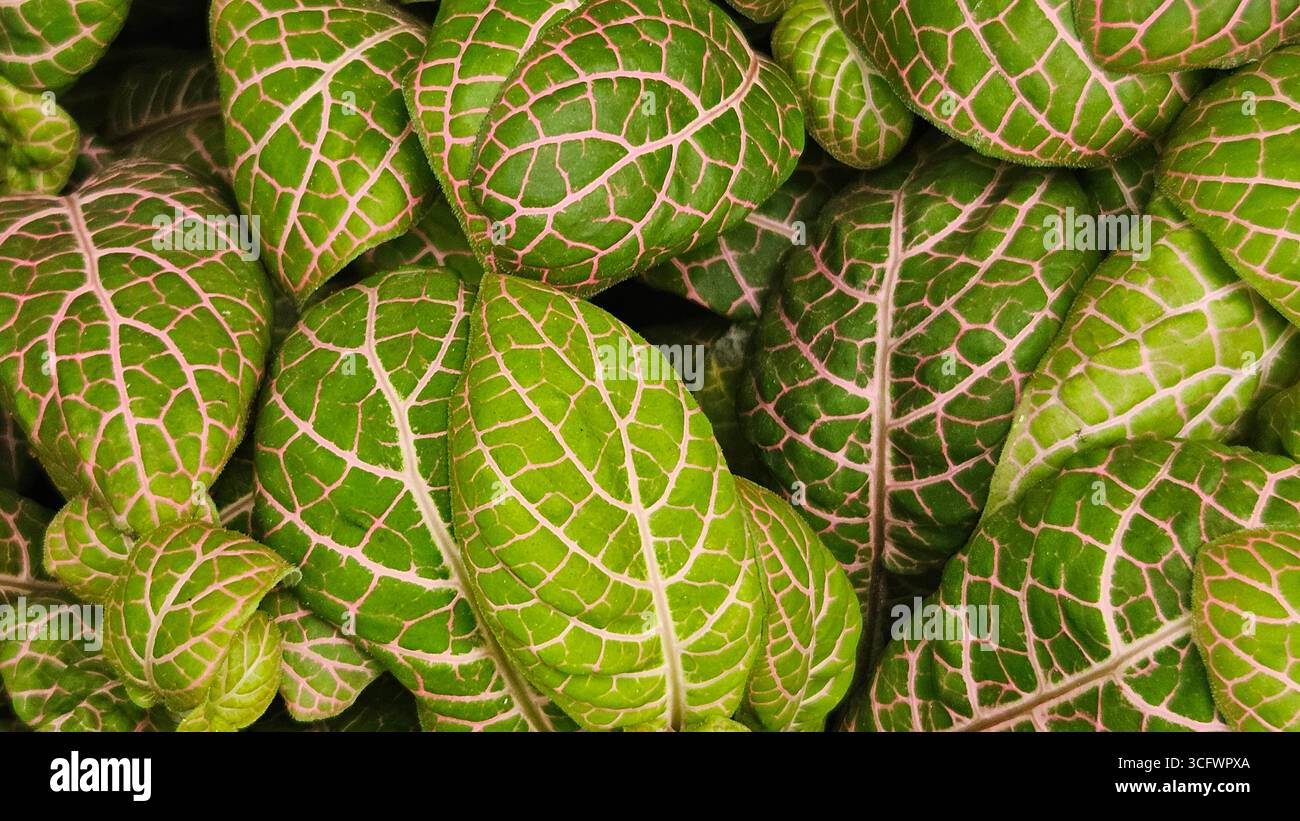 Fittonia Albivenis Nerve Plant Closeup with Green Leaves and Pink Veins - Smartphone Captured Stock Image