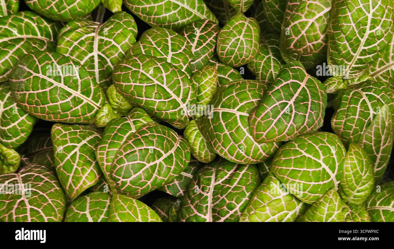 Fittonia Albivenis Nerve Plant Closeup with Green Leaves and Pink Veins - Smartphone Captured Stock Image