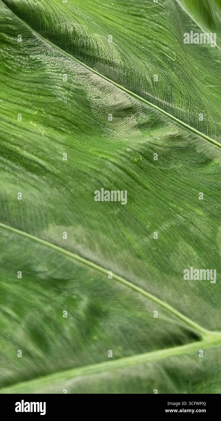 Green Leaf Vein Texture Abstract Background - Smartphone Captured Stock Image