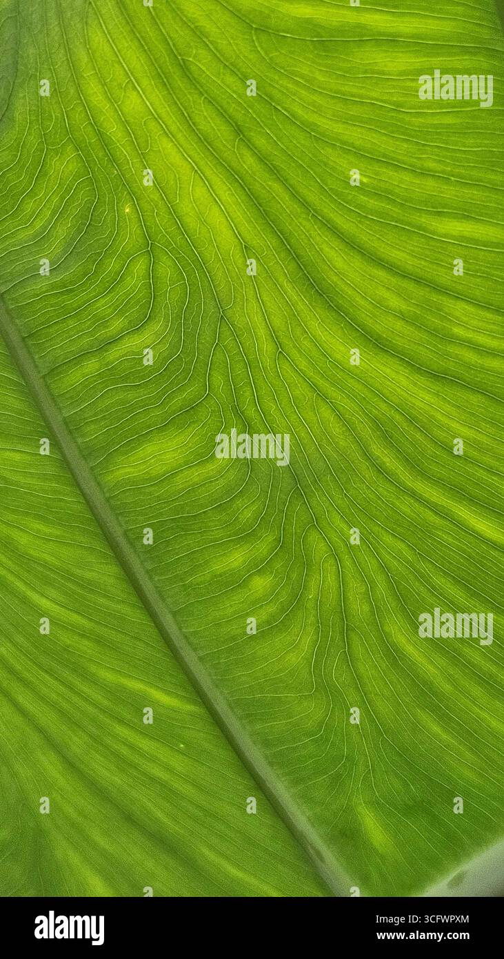 Green Leaf Vein Texture Abstract Background - Smartphone Captured Stock Image