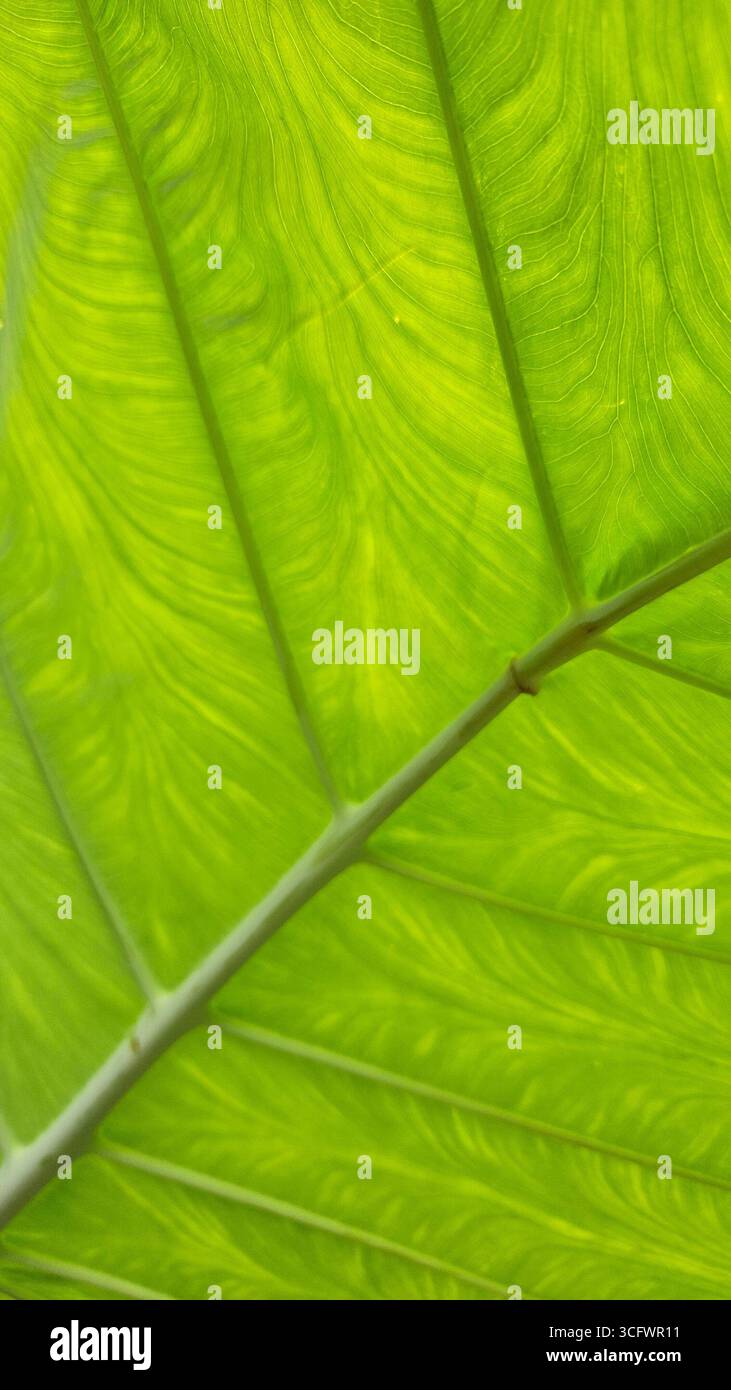 Green Leaf Vein Texture Abstract Background - Smartphone Captured Stock Image