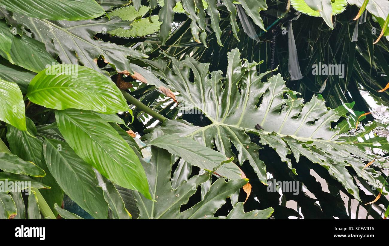 Large Philodendron Leaf and Papyrus Plants in Lush Tropical Jungle - Smartphone Captured Stock Image