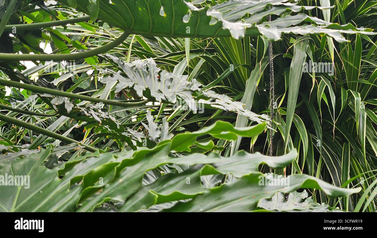 Large Philodendron Leaf and Papyrus Plants in Lush Tropical Jungle - Smartphone Captured Stock Image