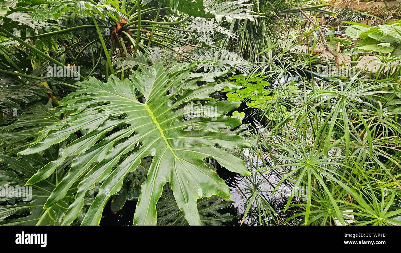 Large Philodendron Leaf and Papyrus Plants in Lush Tropical Jungle - Smartphone Captured Stock Image