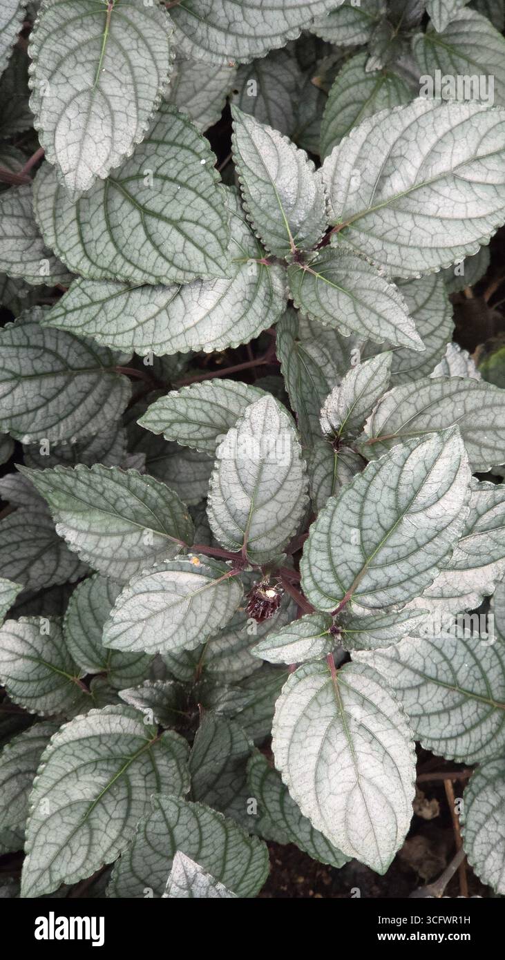 Decorative Persian Shield Leaves for Interior Design and Lifestyle - Smartphone Captured Stock Image