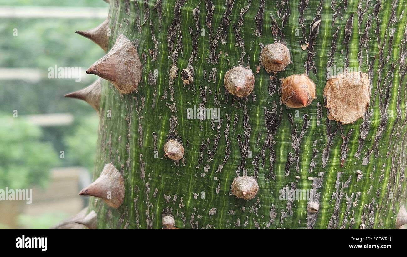 Ceiba speciosa Silk Floss Tree Trunk with Spines - Smartphone Captured Stock Image