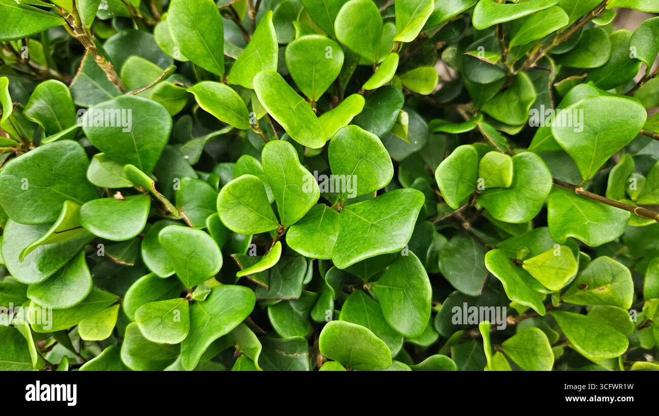 Lush green ficus foliage hi-res stock photography and images - Alamy