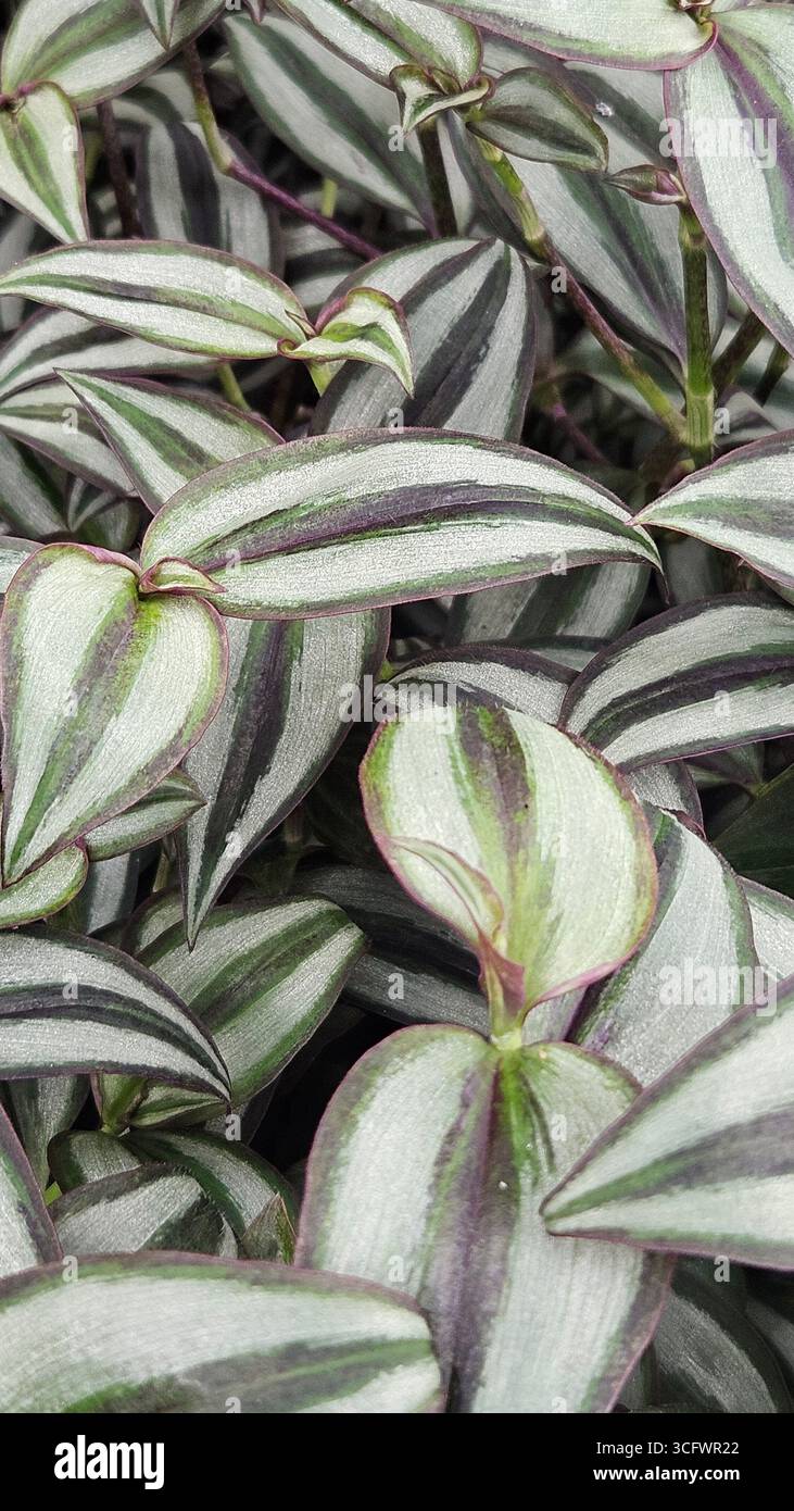 Closeup of Tradescantia zebrina Wandering Jew Plant with Striped Foliage - Smartphone Captured Stock Image