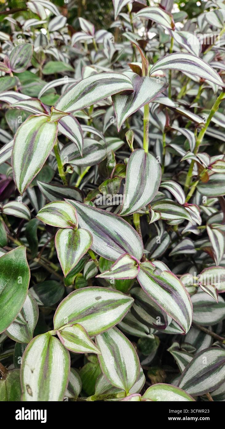 Abstract Background of Striped Tradescantia zebrina Foliage - Smartphone Captured Stock Image