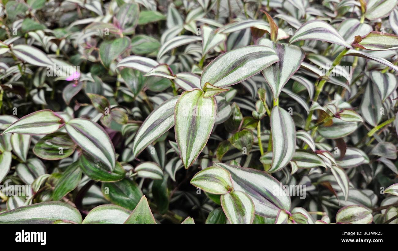 Closeup of Tradescantia zebrina Wandering Jew Plant with Striped Foliage - Smartphone Captured Stock Image