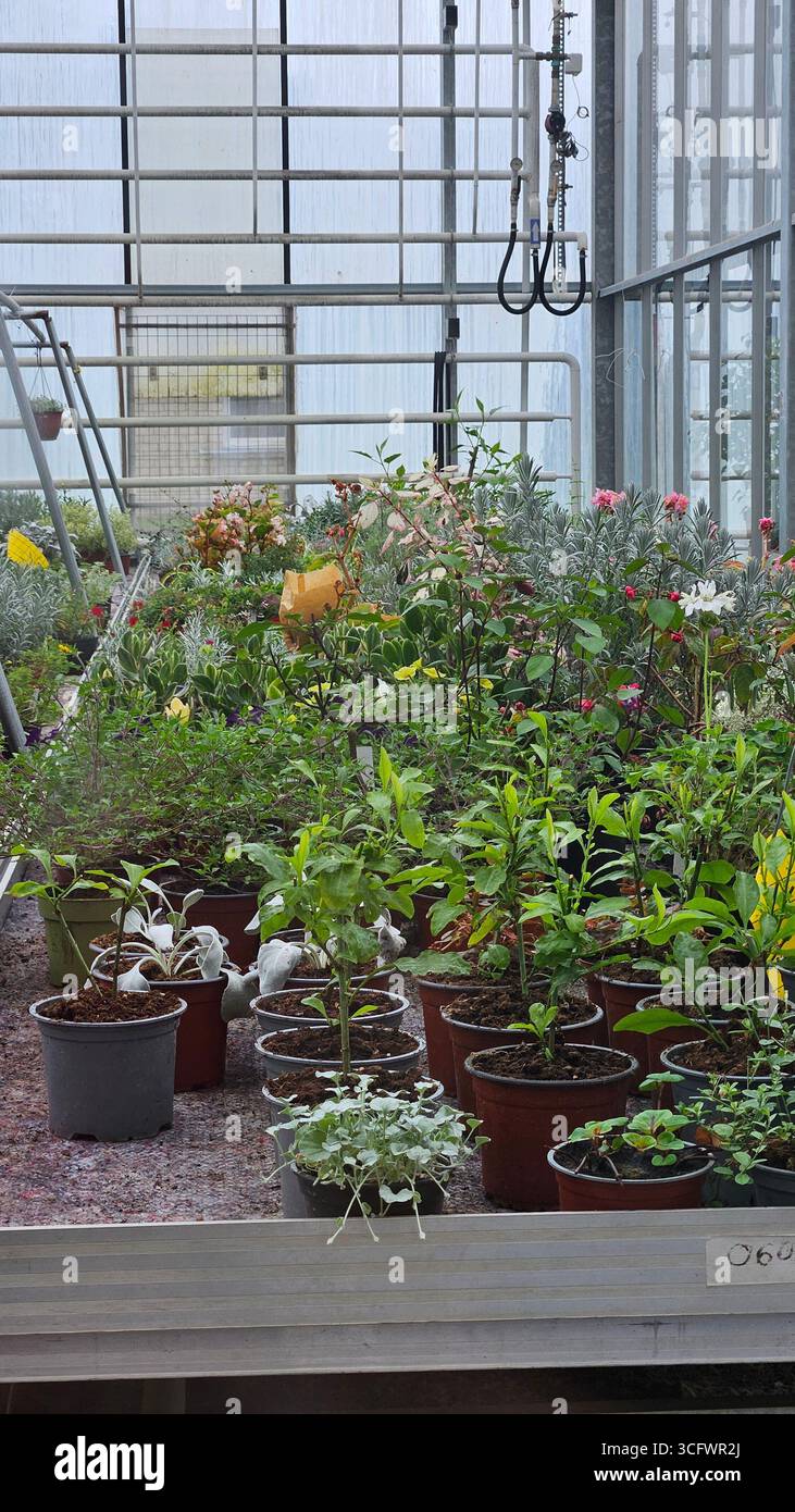 Abstract Greenhouse Interior with Cyclamen and Geometric Structure - Smartphone Captured Stock Image