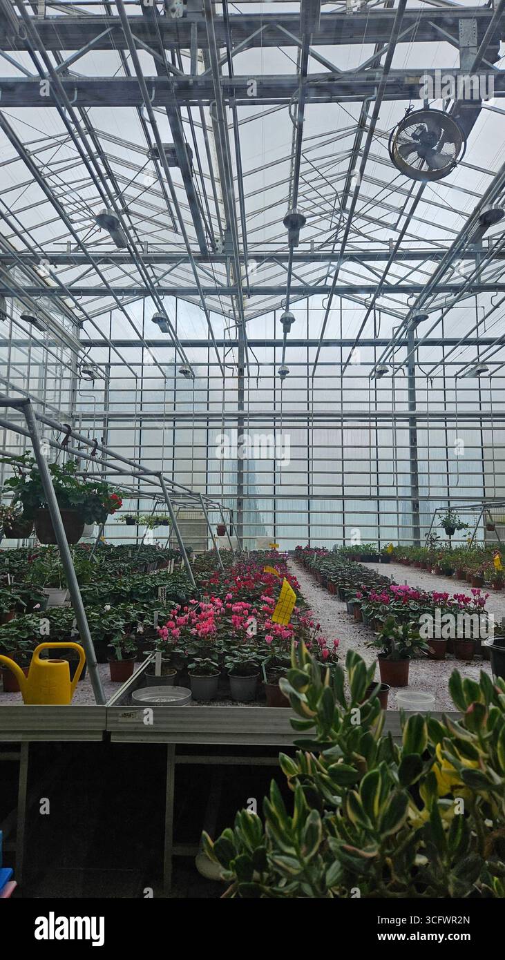 Cyclamen persicum in Commercial Greenhouse with Potted Plants - Smartphone Captured Stock Image