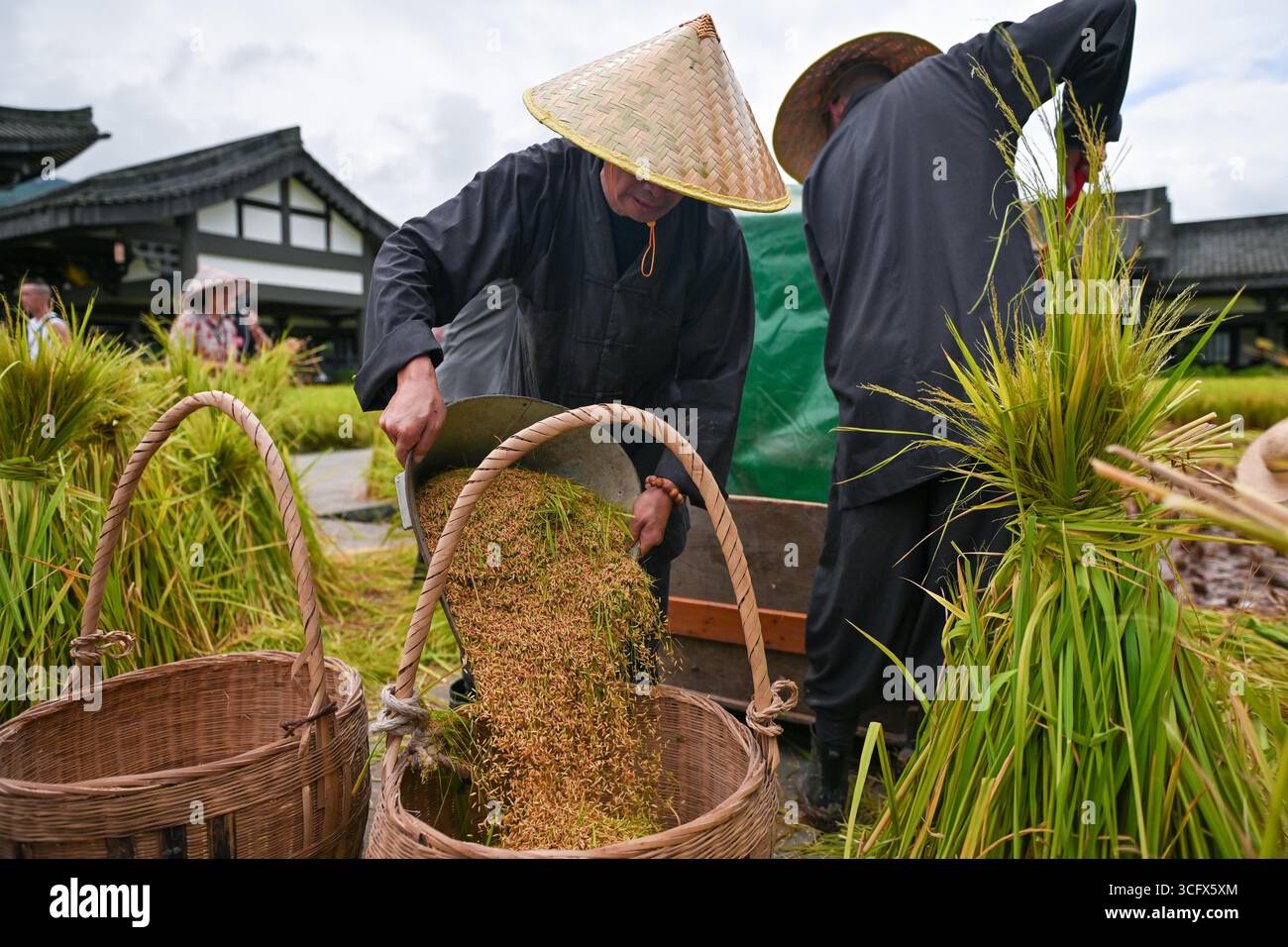 **CHINESE MAINLAND, HONG KONG, MACAU AND TAIWAN OUT** Farmers harvest ...