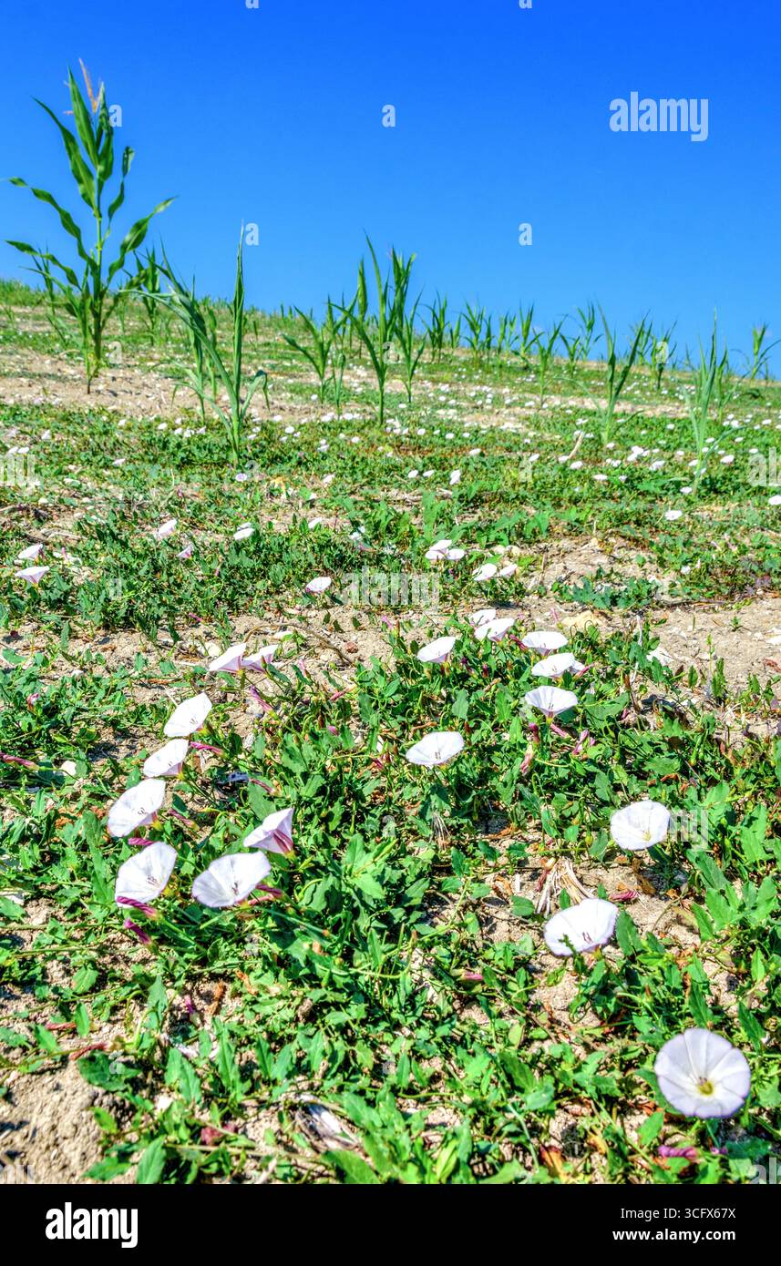 Blue weed hi-res stock photography and images - Alamy