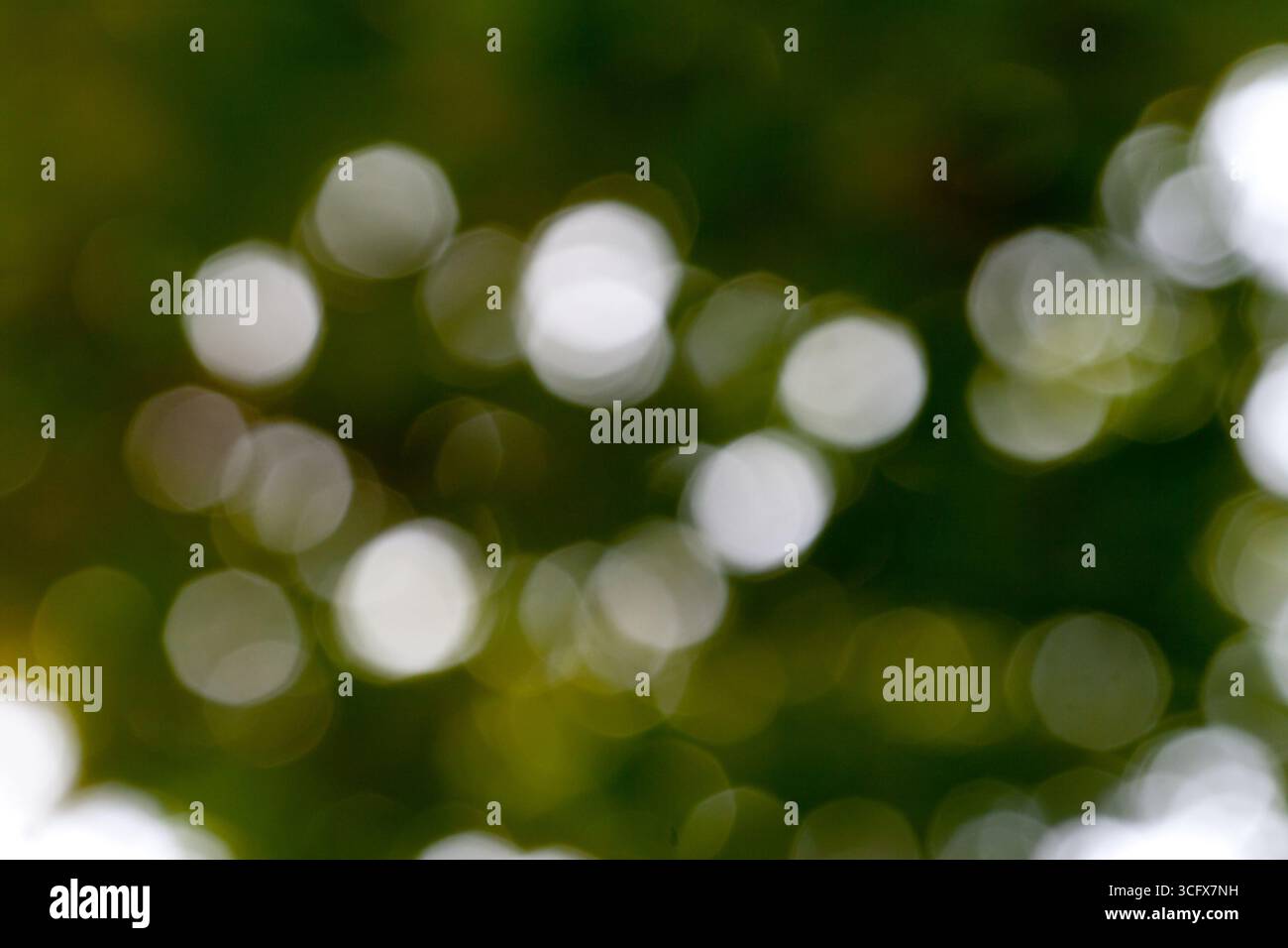 Beautiful abstract nature bokeh. Yellow blurred background Stock Photo