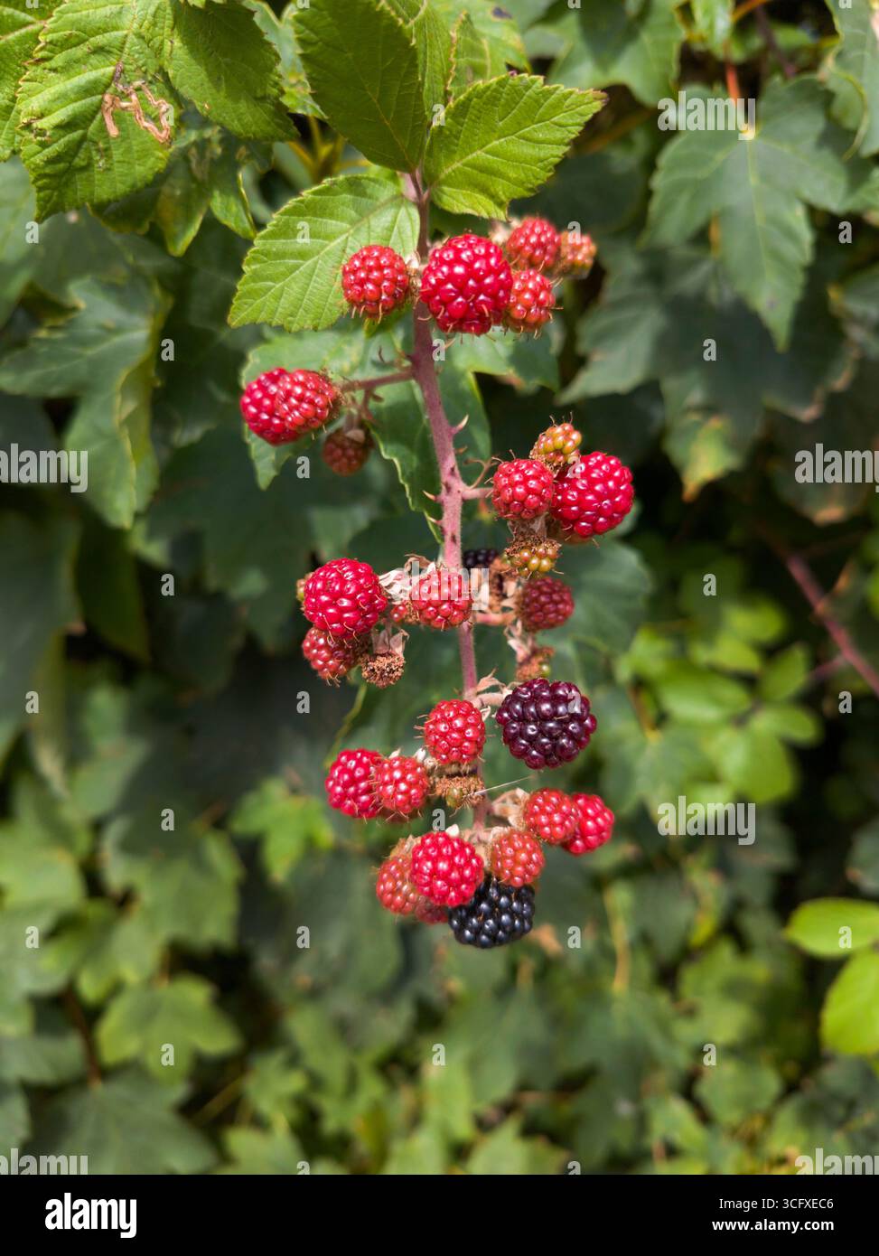 Ripening blackberries, late summer, Stock Photo