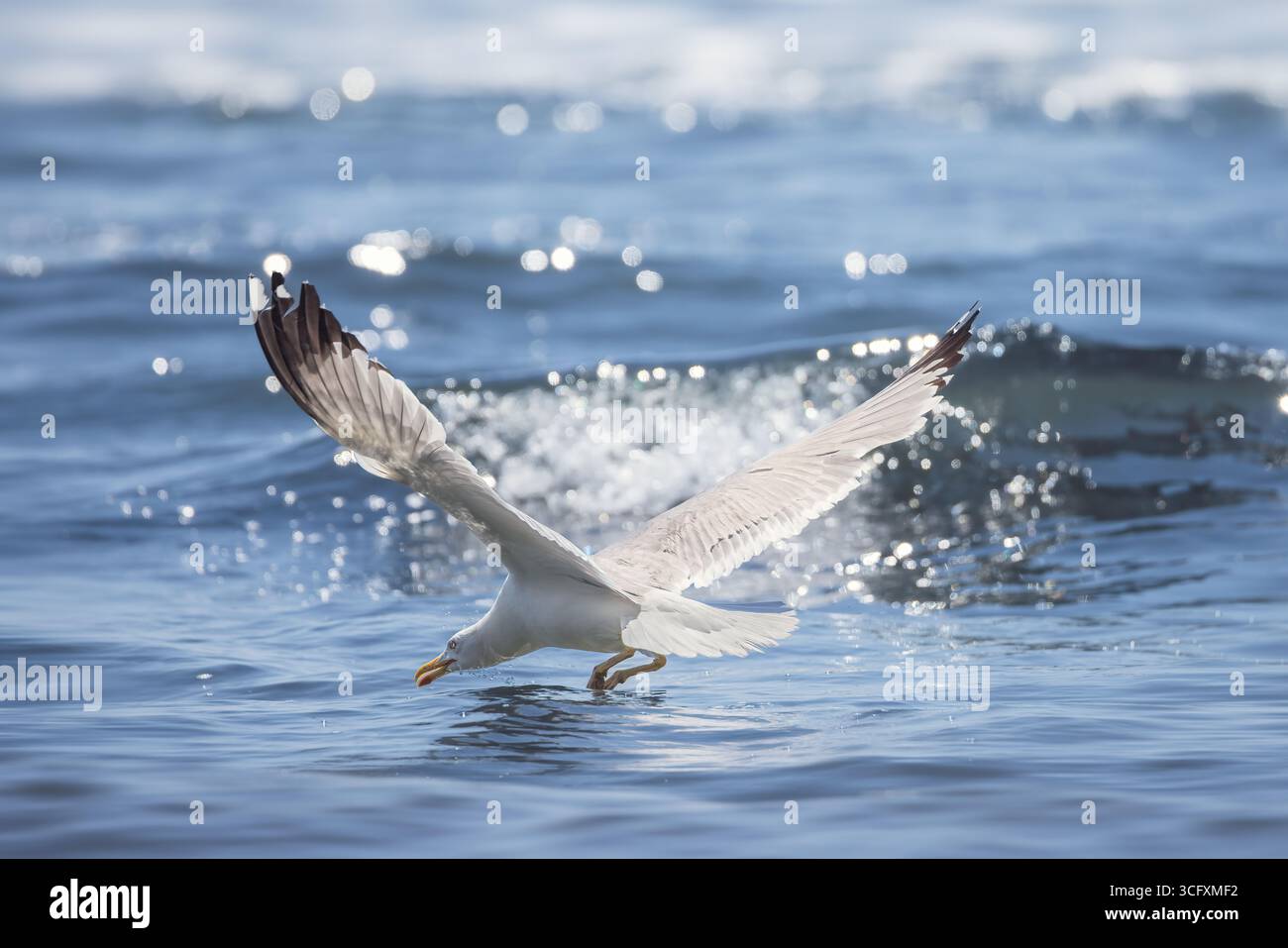 Seagull Gliding Gracefully Over Ocean Waves With Wings Fully Extended Stock Photo