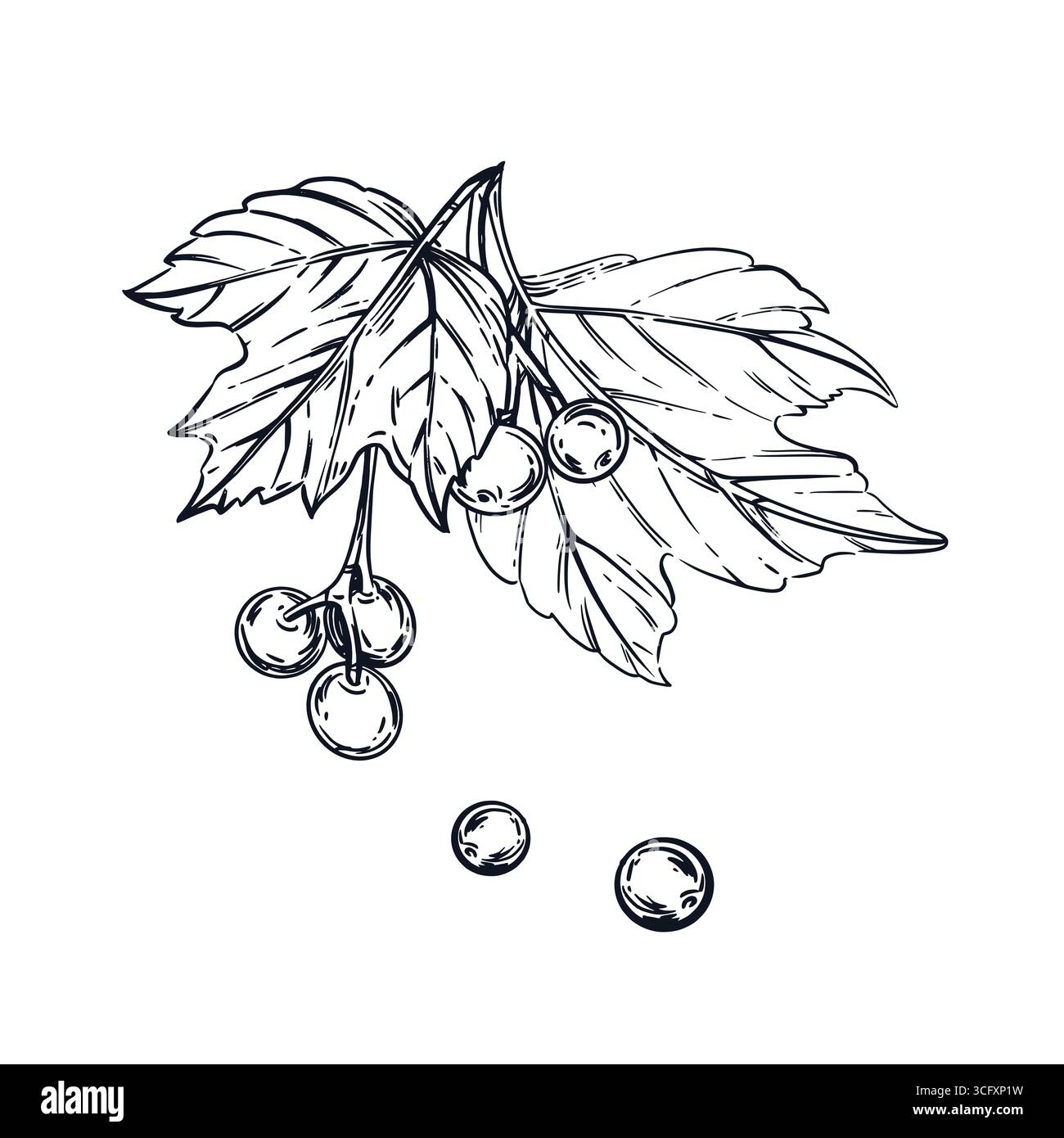 Shub Vector Vector illustration of viburnum shrub, small twig with berries and ...