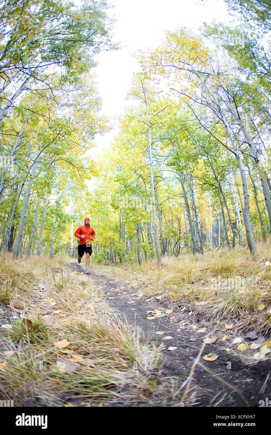 Young man trail running during fall near Fallen Leaf Lake, CA. Stock Photo