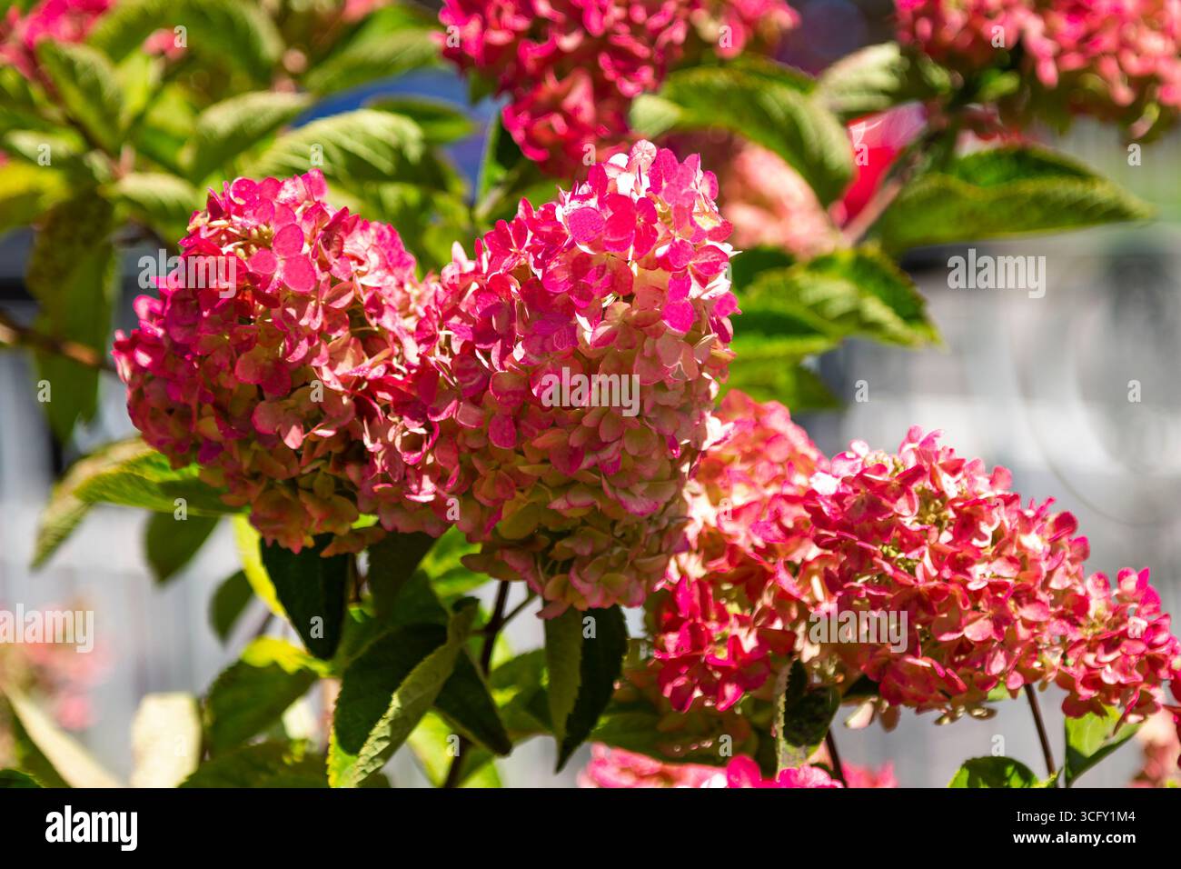 Branches of dark pink hydrangeas. Close-up Stock Photo
