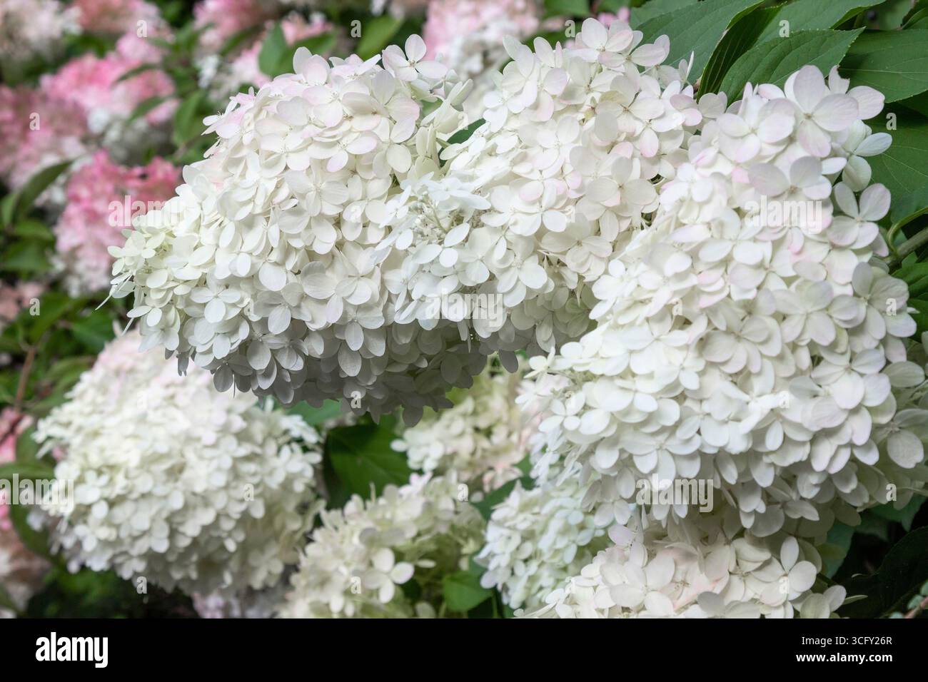 Buds of blooming white hydrangea. Close-up. Stock Photo