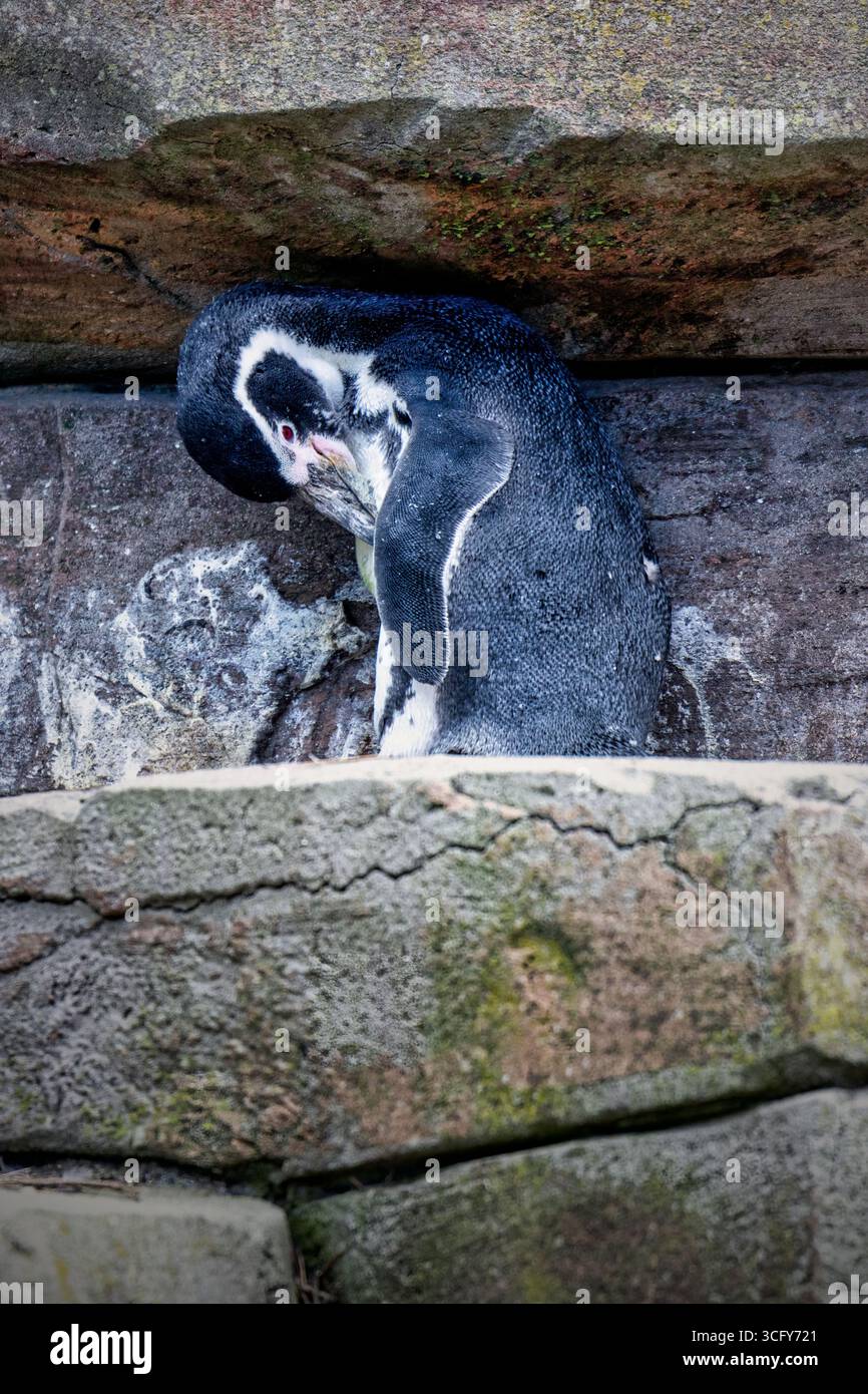 Cute Cartoon Penguin Couple In Love With Ice Cream. Vector Illustration.  Royalty Free SVG, Cliparts, Vectors, and Stock Illustration. Image  135448091., image size:866x1390