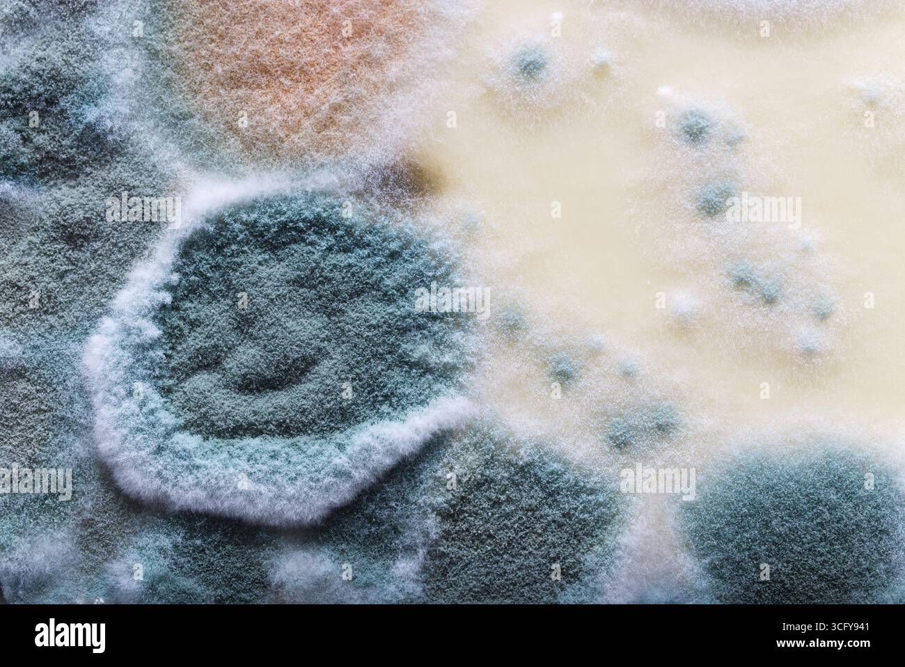 Detailed macro shot highlighting the texture and patterns of natural ...