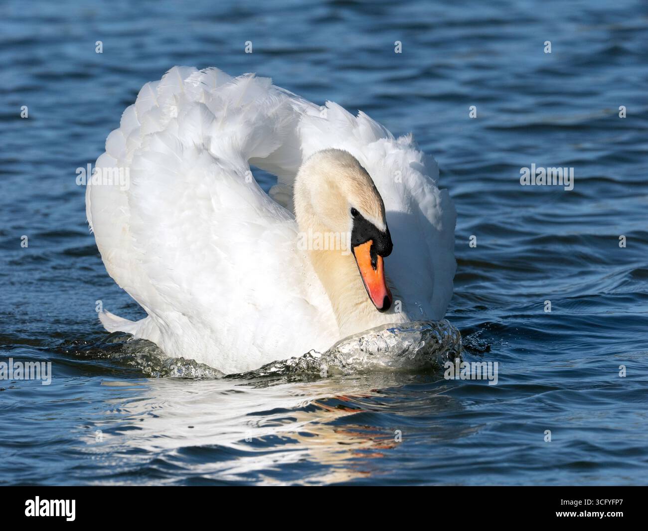 Aggression- Mute Swan (Cygnus olor) wings arched, pushing hard through blue water.   Agression - Cygne tuberculé (Cygnus olor) ailes arquées, poussant Stock Photo