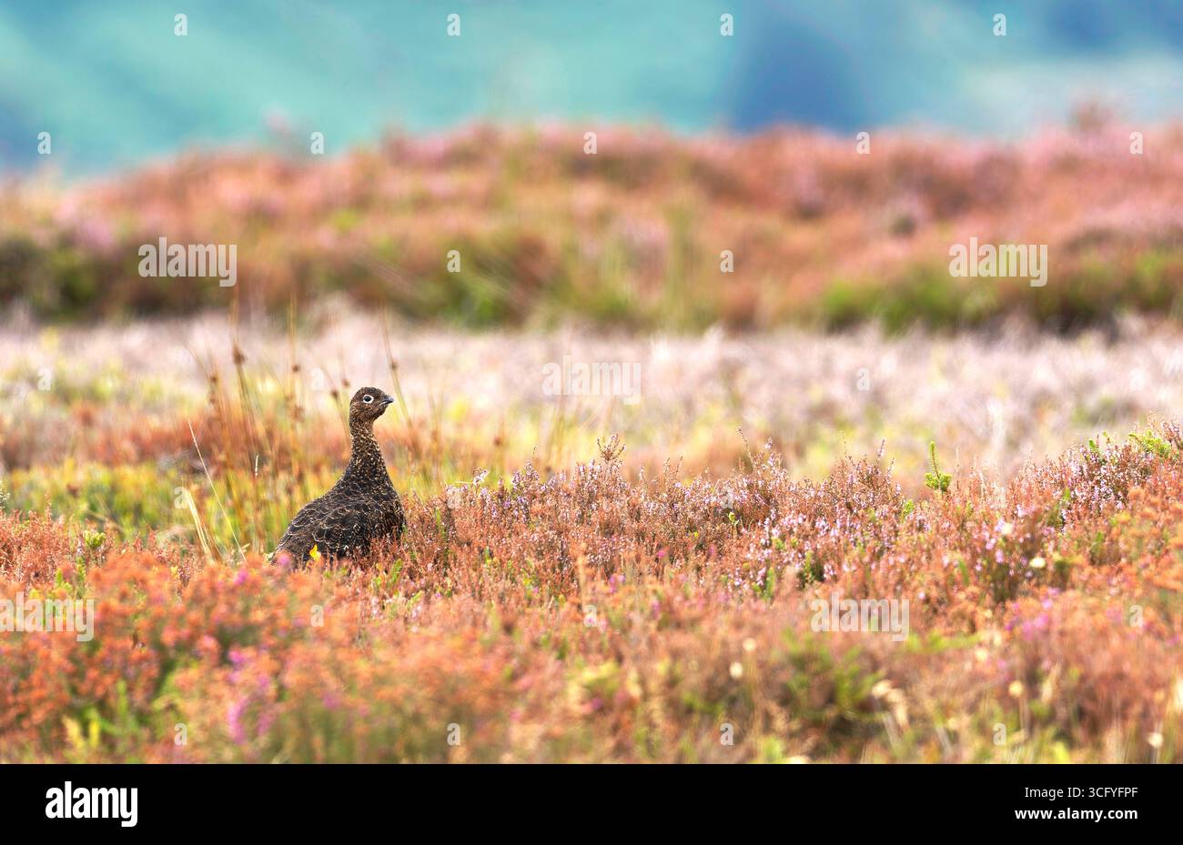 Red Grouse (Lagopus lagopus) in heather. copy space Stock Photo
