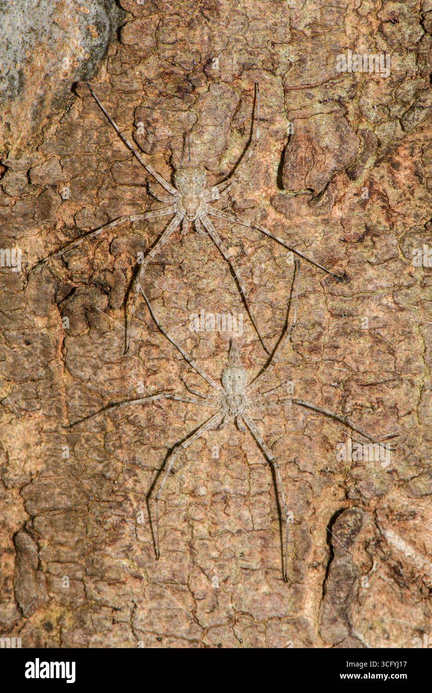 Tamopsis Spider pair, at rest on Eucalyptus tree trunk. Stock Photo