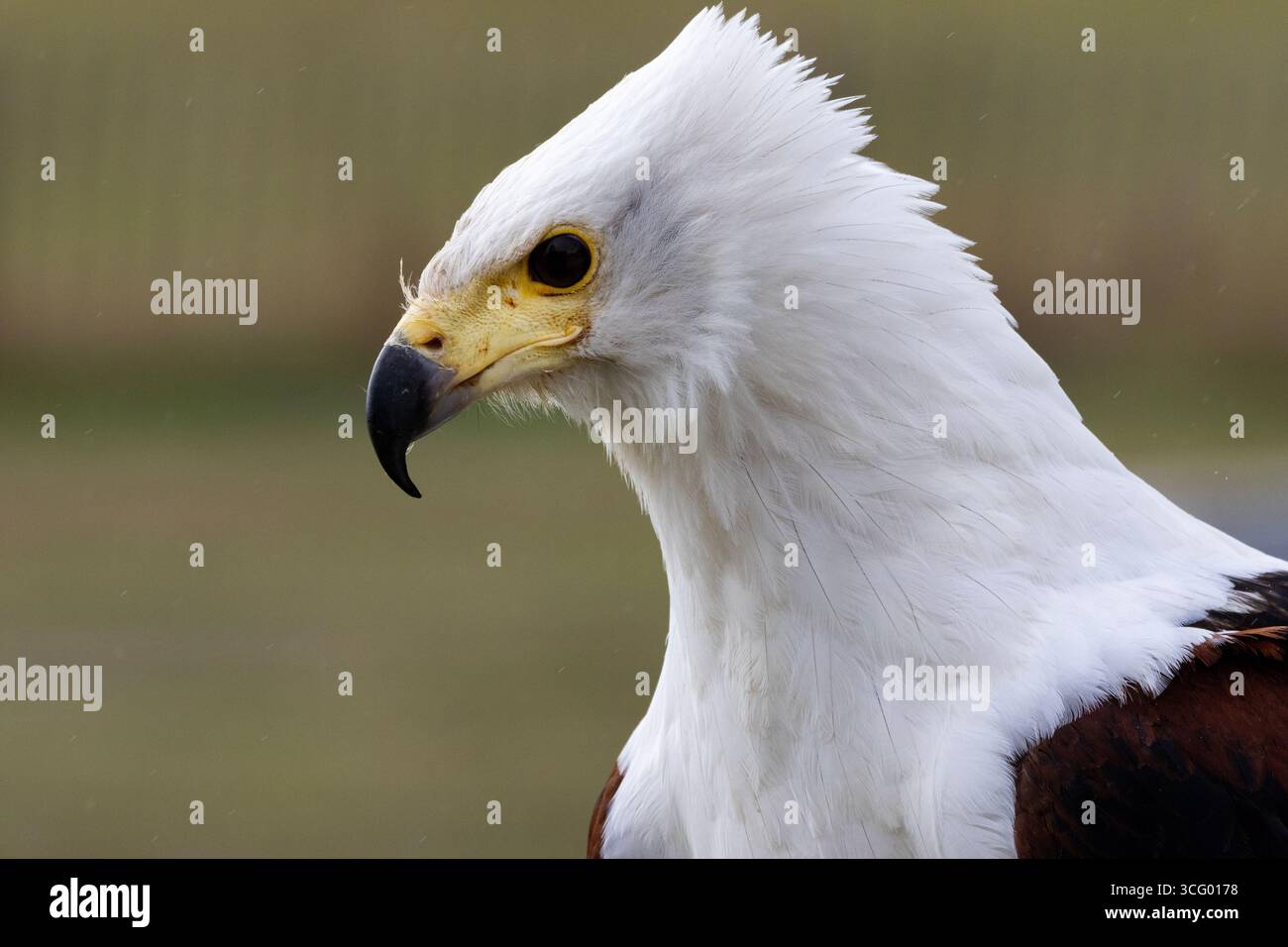 The African Fish Eagle is a large spectacular raptor. Their evocative ...