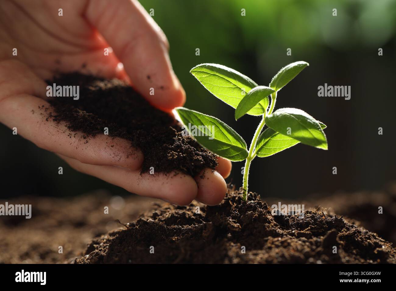 Woman putting soil under young plant outdoors, closeup Stock Photo - Alamy