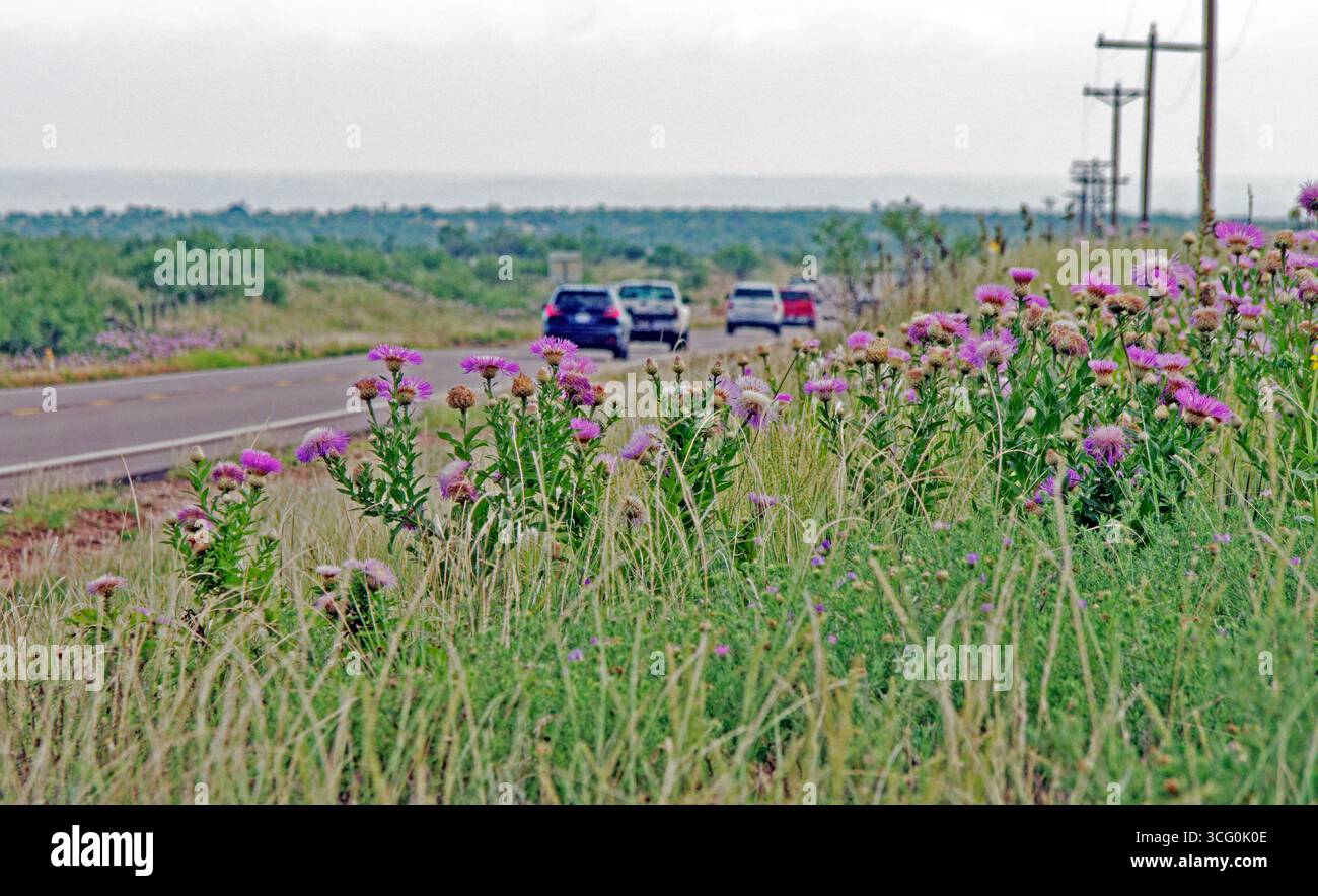 Texas Thistle, Asteraceae.  along side of the road in Texas panhandle. The southern Great Plains in the United States. Wildflowers color the landscape. Stock Photo