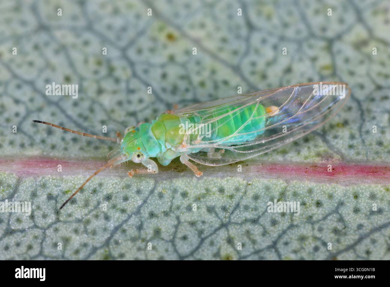 Lerp Insect Eucalyptus diseases hi-res stock photography and images - Alamy