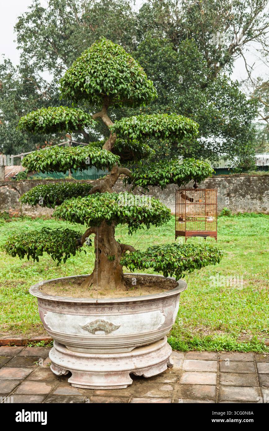 Imperial bonsai hi-res stock photography and images - Alamy