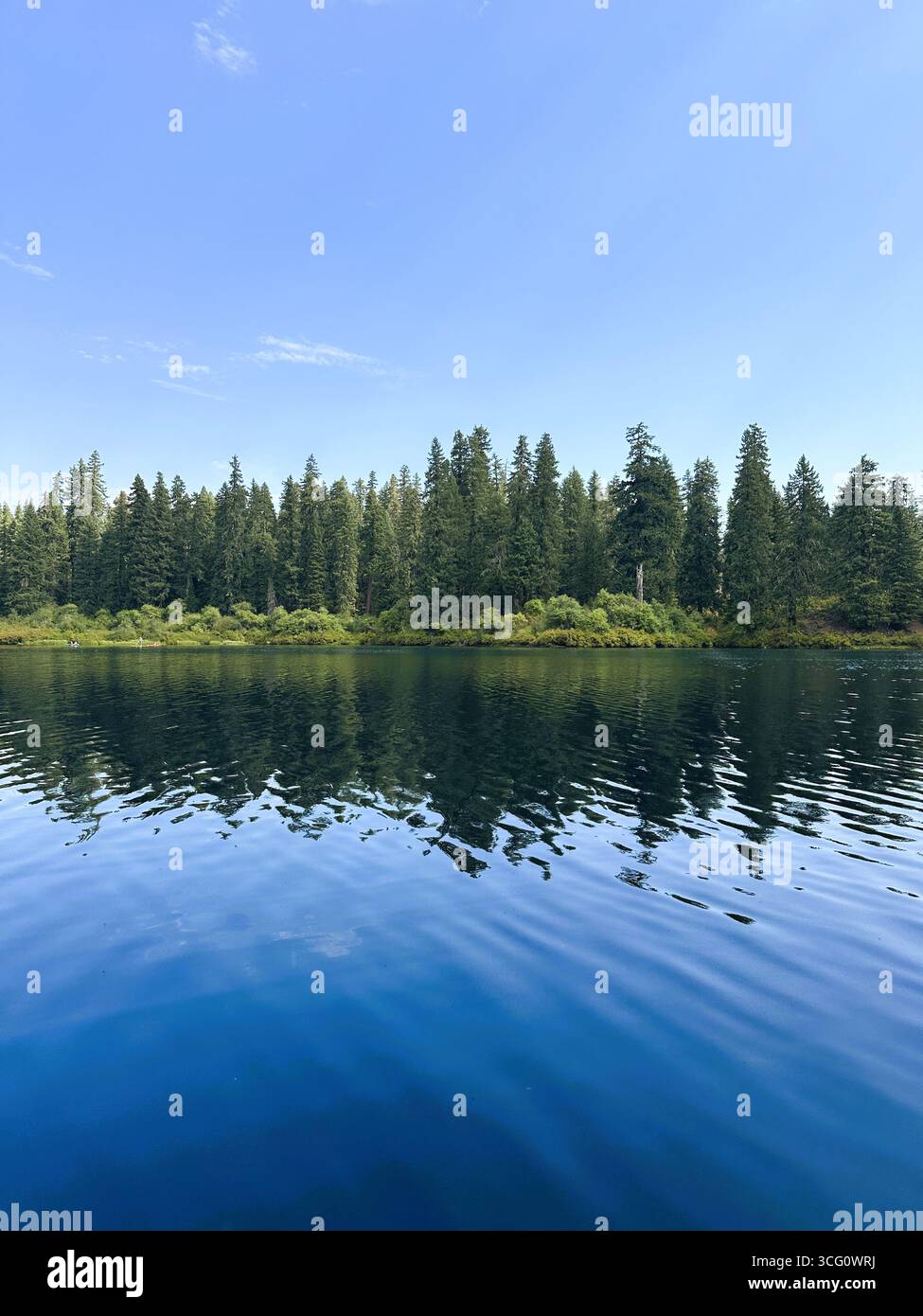 View across a the deep blue water of Clear Lake in Oregon, looking toward the shore with green trees and a blue sky. Stock Photo