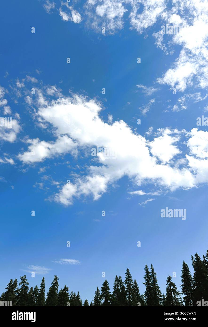 White clouds in a blue sky with the tips of conifer trees in the foreground. - Smartphone Captured Stock Image