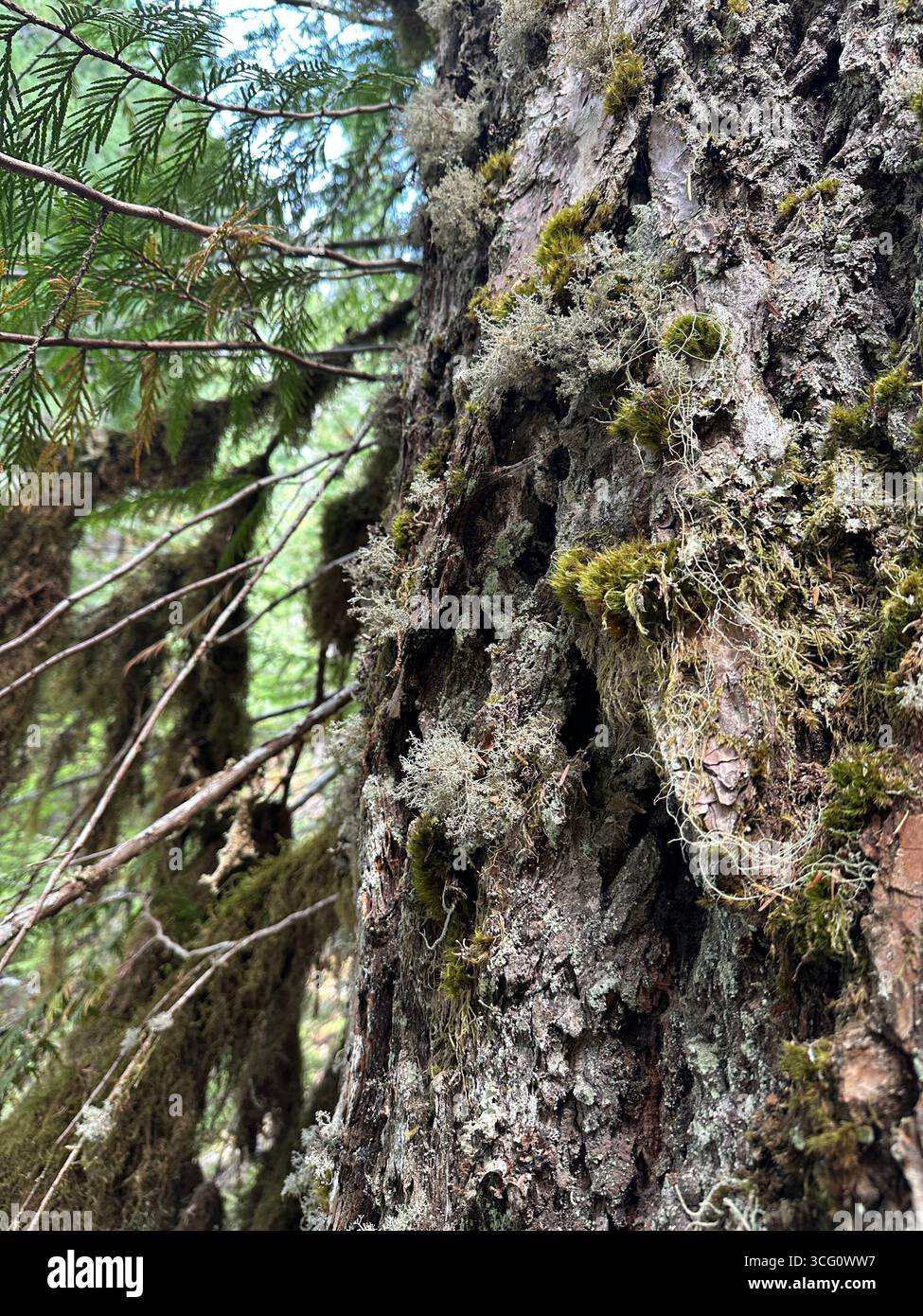 Lichen on a tree trunk in a forest in Oregon. Stock Photo