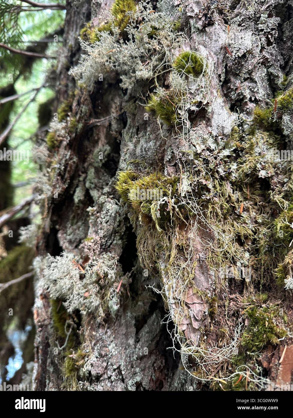 Lichen on a tree trunk in a forest in Oregon. Stock Photo
