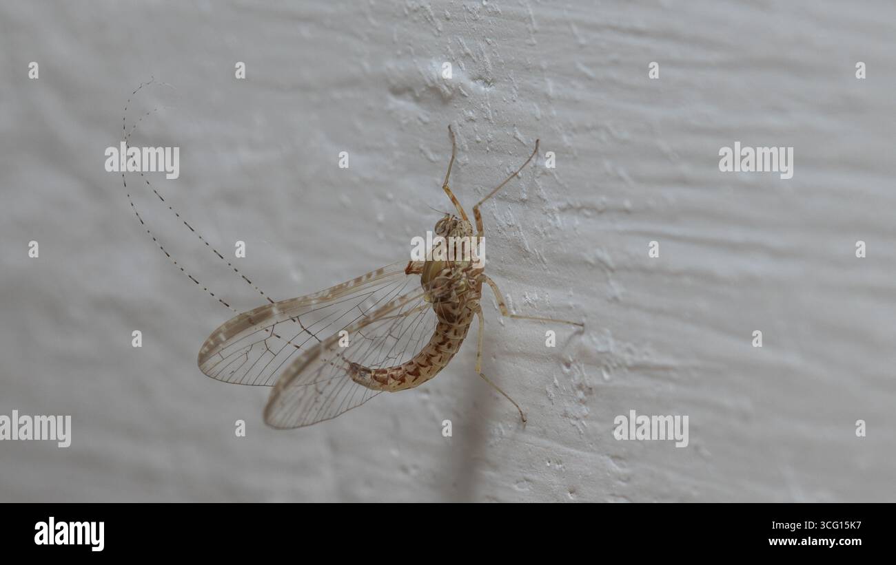 Macro image of a brown mayfly with translucent wings and long antennae on a rough white surface. Perfect for entomology content, environmental educati Stock Photo