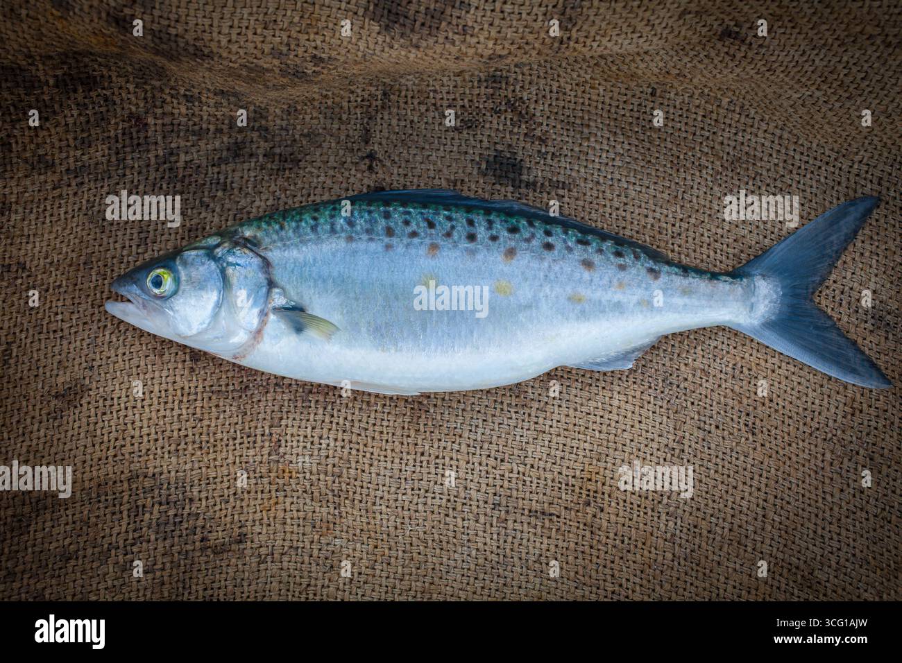 Freshly landed Kahawai (Arripis trutta) caught using the rod-and-line ...