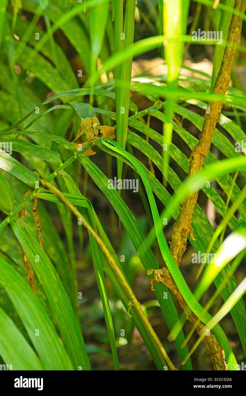 rough green snake hidden in a bush in a rainforest in Costa Rica Stock Photo