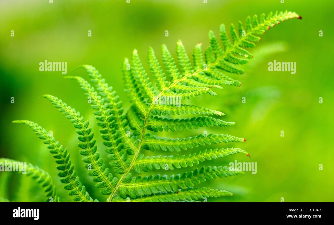 Megaphyllous Leaves