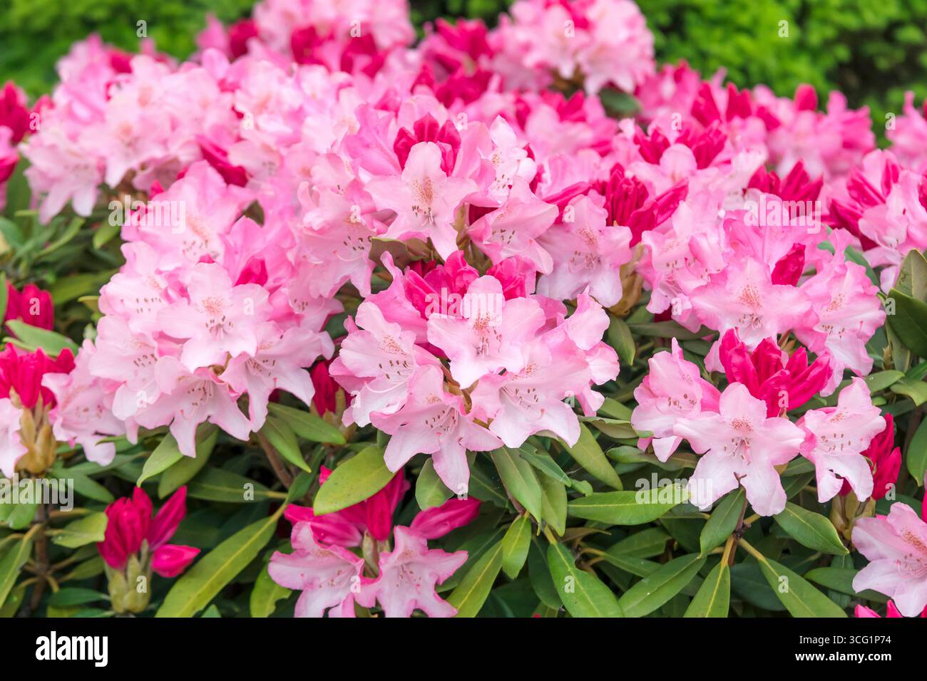 Ericaceae. Rhododendron Yakushimanum. Hybride. Marlis Stock Photo - Alamy