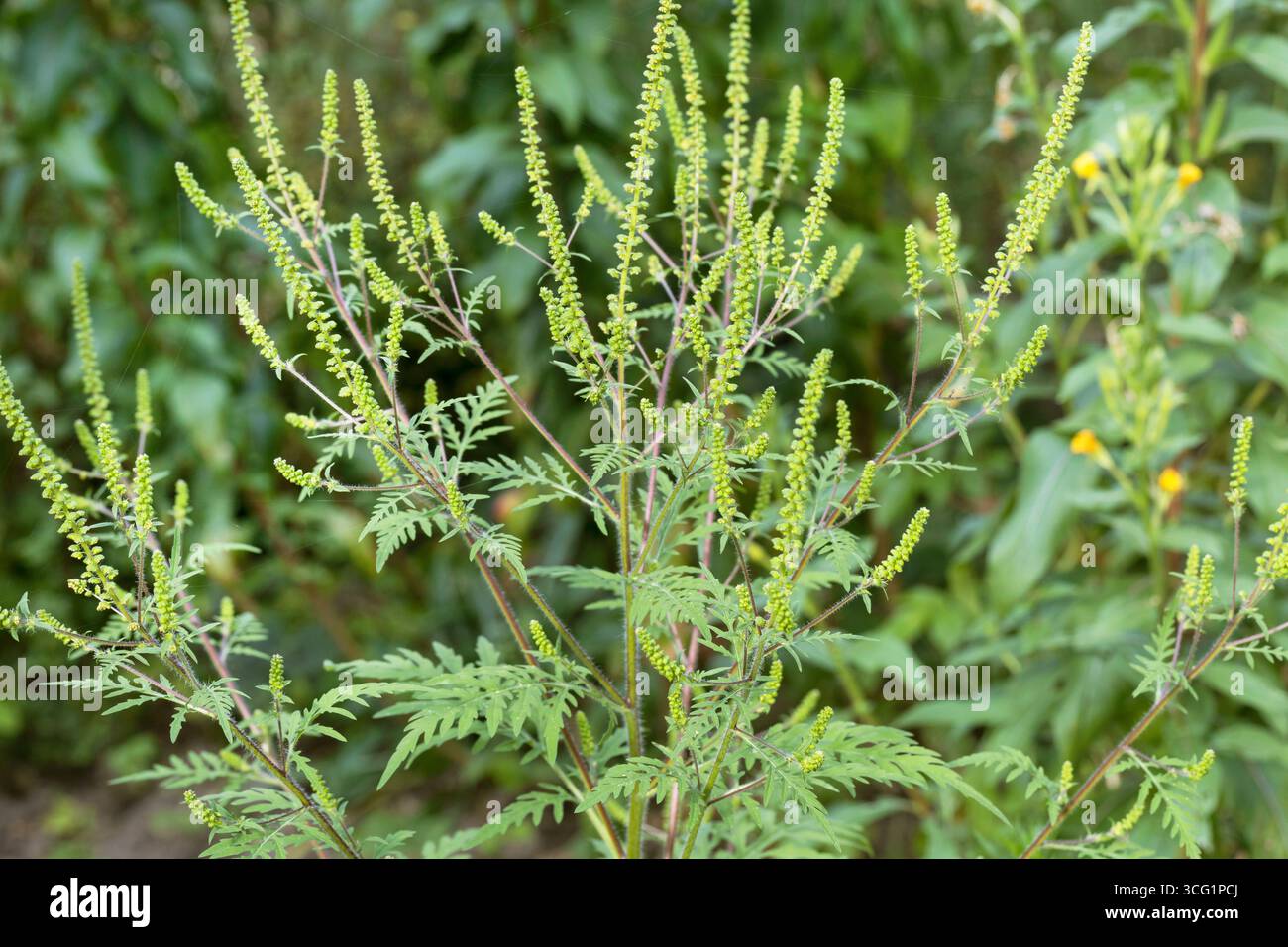 Annual ragweed, Common ragweed, Bitter-weed, Hog-weed, Roman wormwood ...